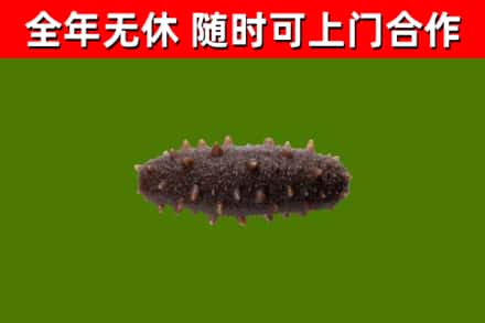 南明回收海参干